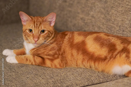Orange cat at home