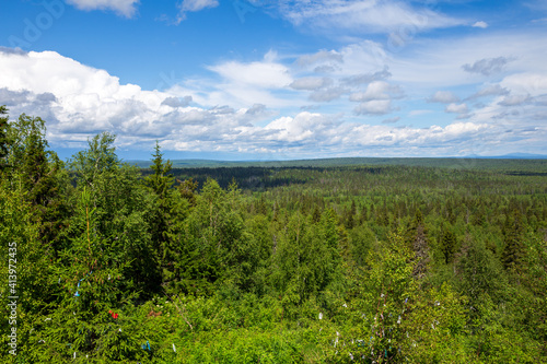 Forest landscape in the north on a summer day
