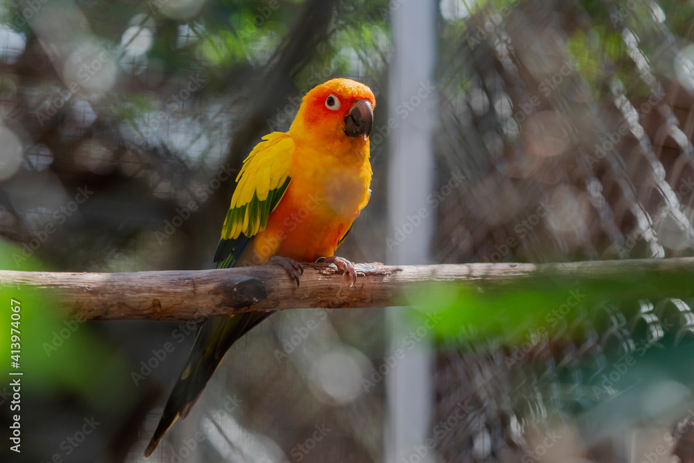 Beautiful colorful Sun Conure parrot bird