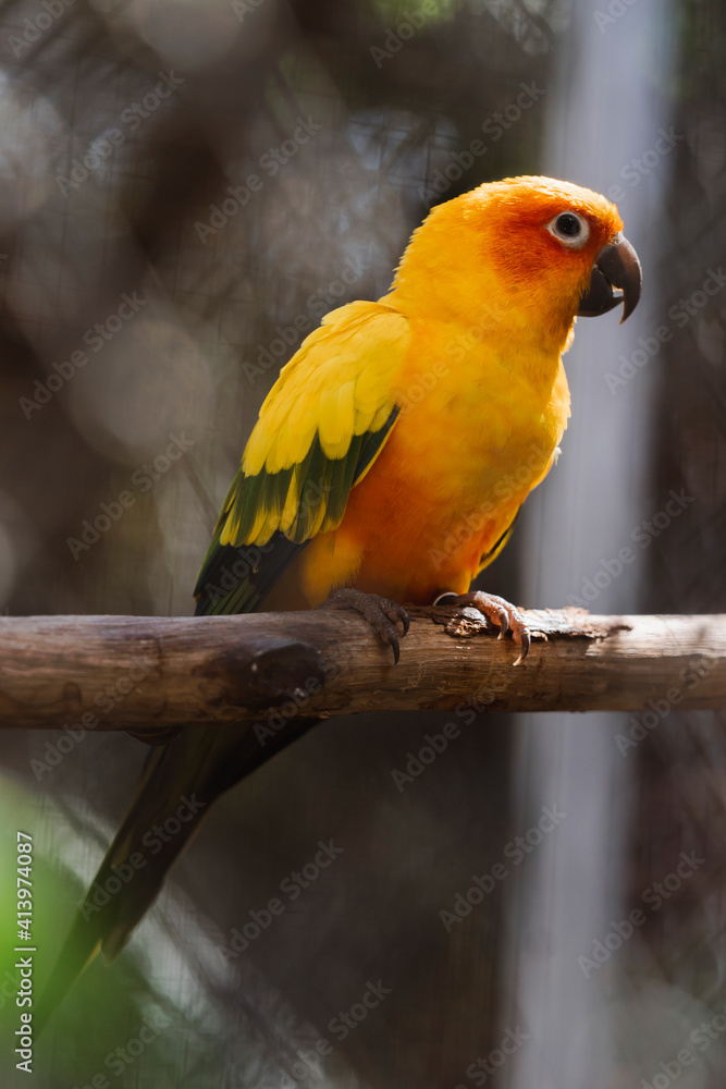 Obraz premium Beautiful colorful Sun Conure parrot bird