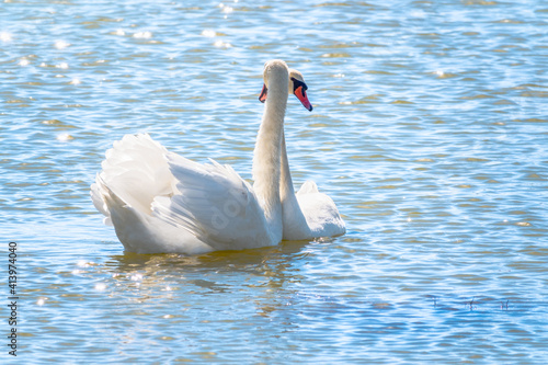 Mating games of a pair of white swans. Swans swimming on the water in nature. Valentine's Day background