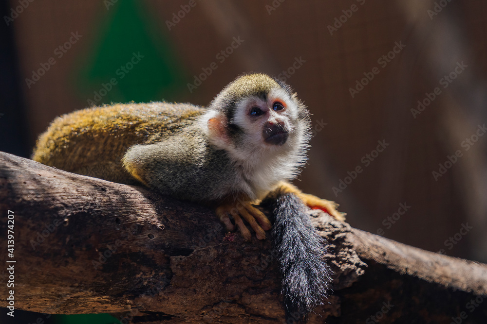 Fototapeta premium close up squirrel monkey in zoo