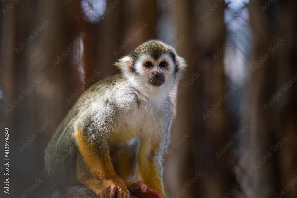 close up squirrel monkey in zoo close up squirrel monkey in zoo