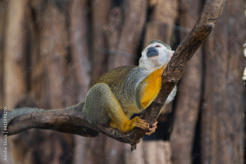 Obraz premium close up squirrel monkey in zoo