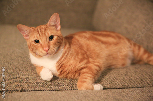Orange cat on the sofa © youli