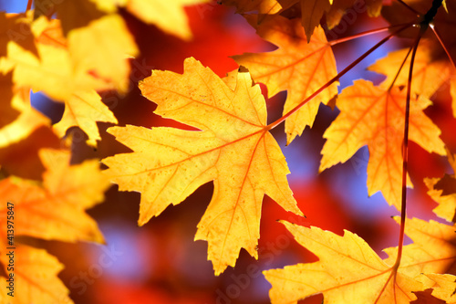 Yellow maple leaf on blurred background