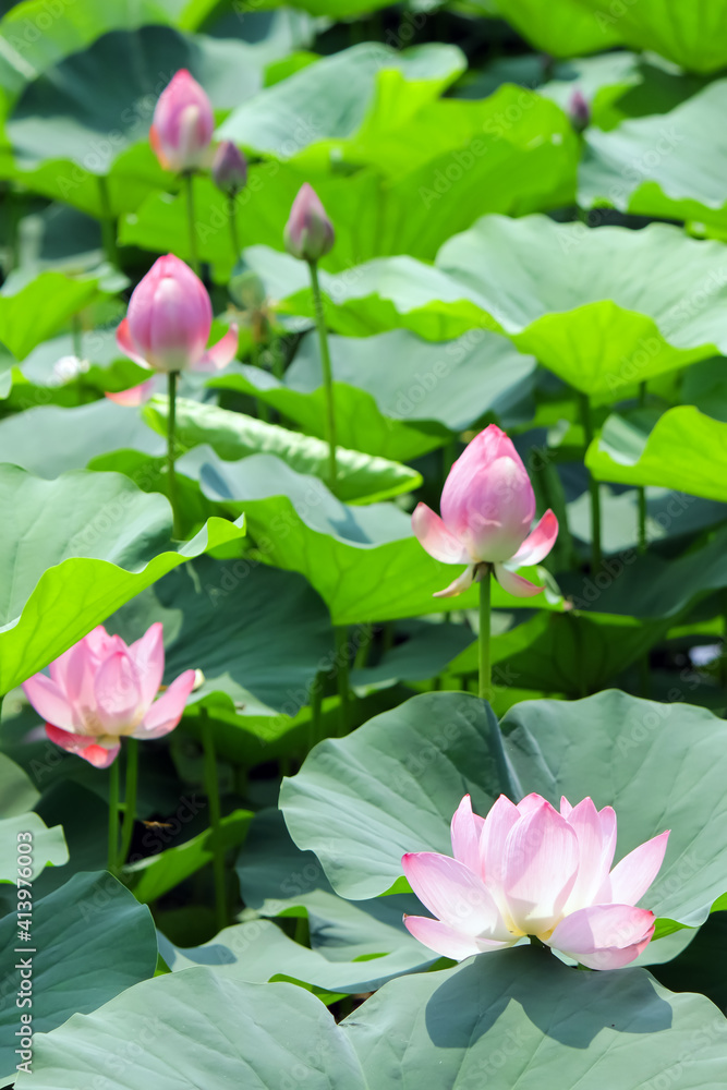 Lotus flower and buds on a background of green lotus leaves
