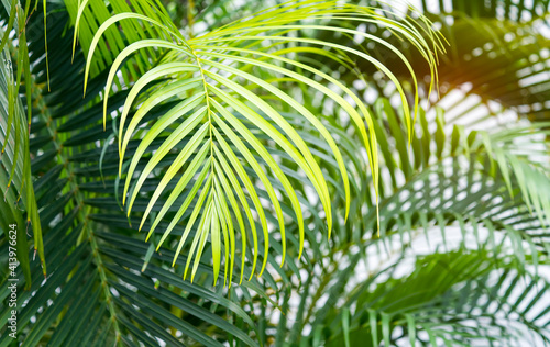 green palm leaf in sunlight