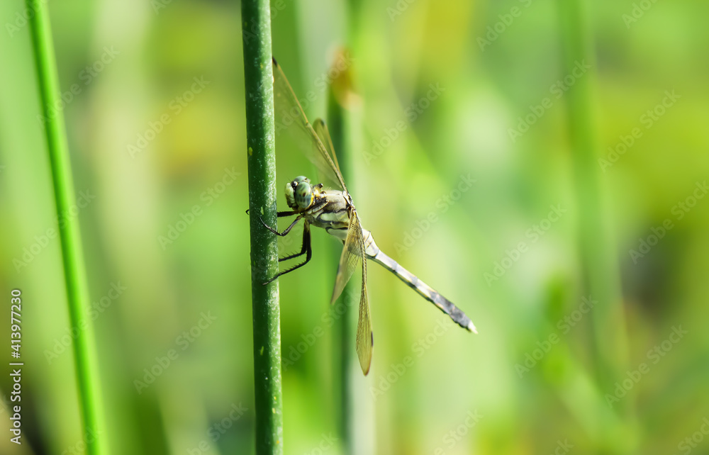 Beautiful green dragonfly hold on green blade of grass on blurry background. Beautiful green dragonfly hold on green blade of grass on blurry background.