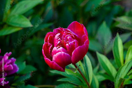 Wallpaper Mural Peony close-up. Pion leaves close-up. Selective focus on Peony Flower. Flowers for St. Valentine's Day and March 8, copy space, selective focus Torontodigital.ca