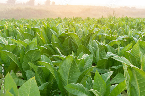 Plantation tobacco grown in the farmland photo