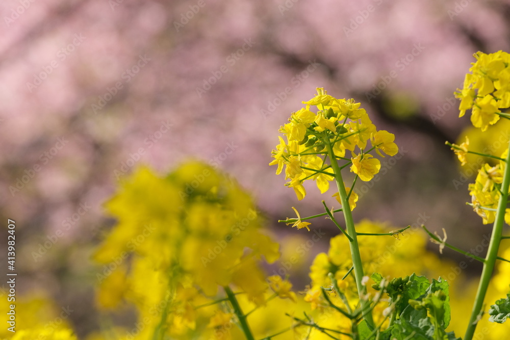 満開の河津桜と菜の花。Beautiful Japanese Cherry Blossoms and field mustard 満開の河津桜と菜の花。Beautiful Japanese Cherry Blossoms and field mustard