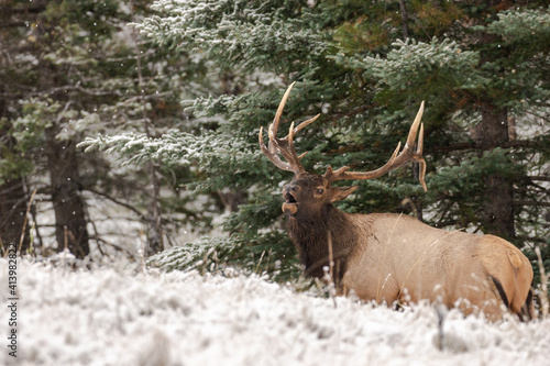 Handsome trophy bull elk bugling during rut. photo