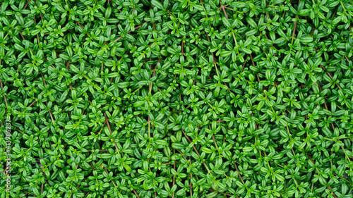 spring green leaves - a foliage texture