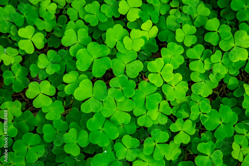 Green clover leaves natural background