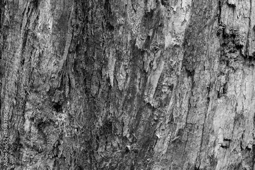 bark of tree
