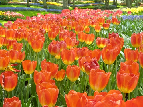 field of tulips