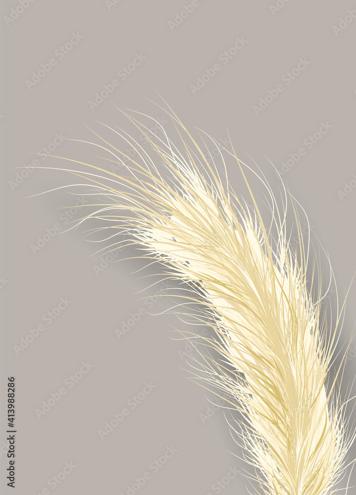 Dried natural pampas grass on soft gray background. Floral ornament elements in boho style. Vector illustration of cortaderia selloana. New trendy home decor. Flat lay, copy space, top view. Dried natural pampas grass on soft gray background. Floral ornament elements in boho style. Vector illustration of cortaderia selloana. New trendy home decor. Flat lay, copy space, top view.