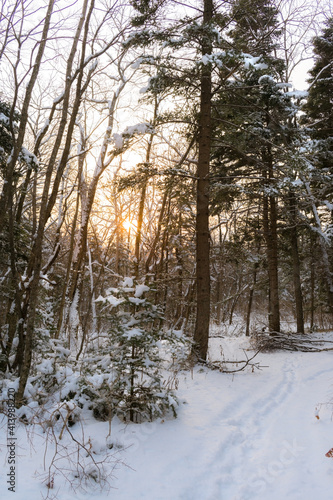 Coniferous trees in the winter forest at sunset, covered with snow