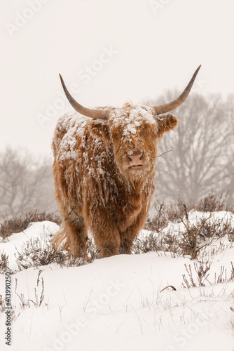 Highland Cattle (Bos taurus taurus) covered with snow and ice. Deelerwoud in the Netherlands. Scottish highlanders in a natural winter landscape.