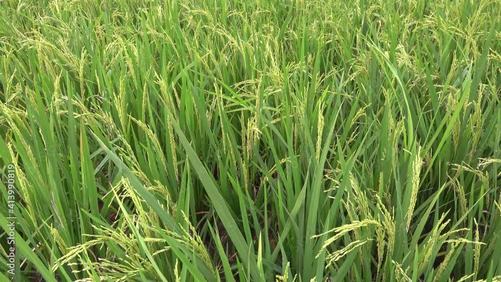 Ripening rice in the field close-up. Thailand Ripening rice in the field close-up. Thailand