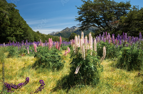 Fototapeta Naklejka Na Ścianę i Meble -  Colorful field of lupins on New Zealand's South Island