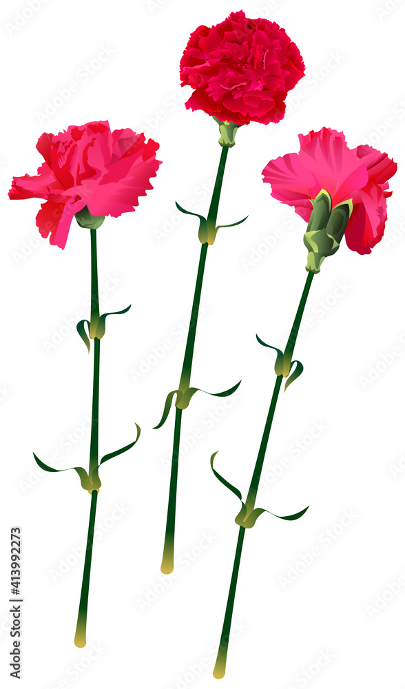 Set red carnation flower bouquet symbol memory isolated on white Set red carnation flower bouquet symbol memory isolated on white
