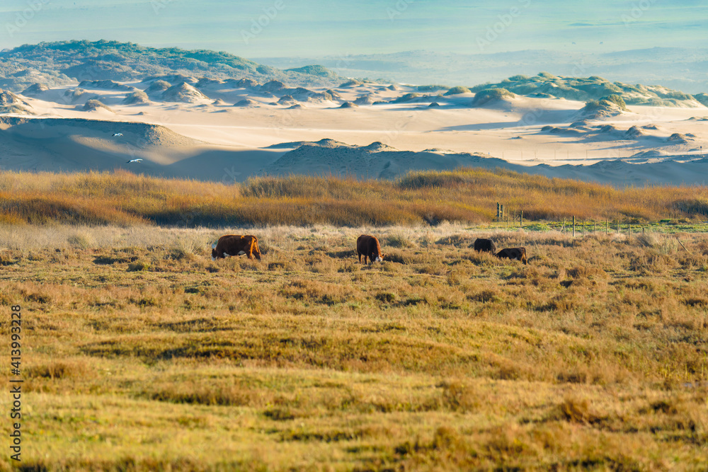 Rural scene of a herd of cattle grazing in sun-dappled golden hills at sunset with sand dunes on background