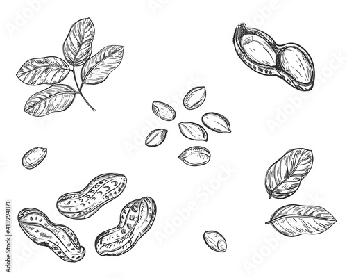 Hand drawn sketch black and white of peanut, grain, leaf. Vector illustration. Elements in graphic style label, card, sticker, menu, package. Engraved style illustration.