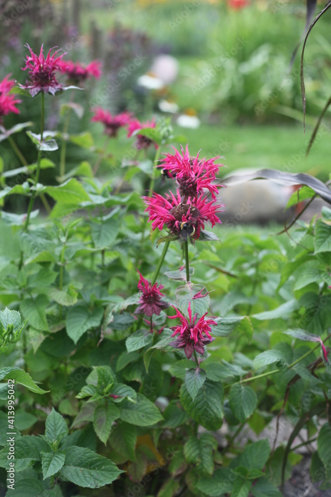 pink flowers in the garden pink flowers in the garden