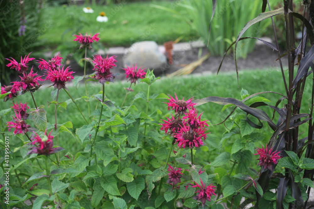 pink flowers in the garden pink flowers in the garden