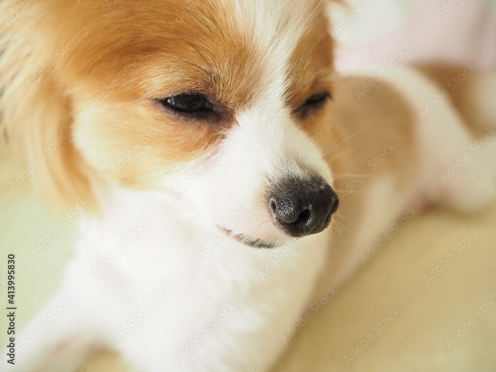 茶白の可愛い犬、犬種パピヨン 茶白の可愛い犬、犬種パピヨン
