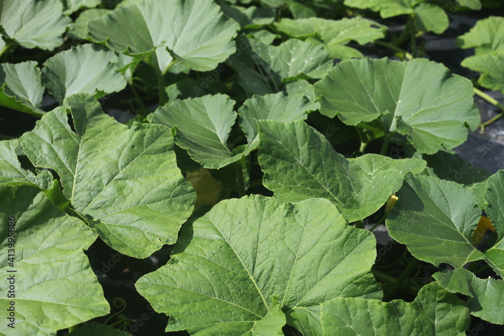 cabbage growing in a field cabbage growing in a field