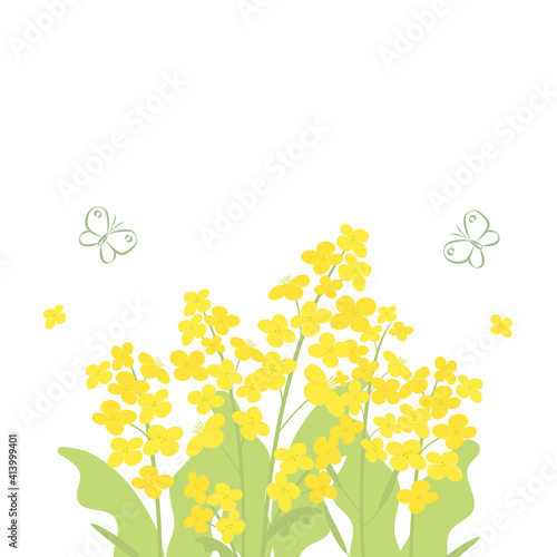 Canola flowers and butterfly background illustration