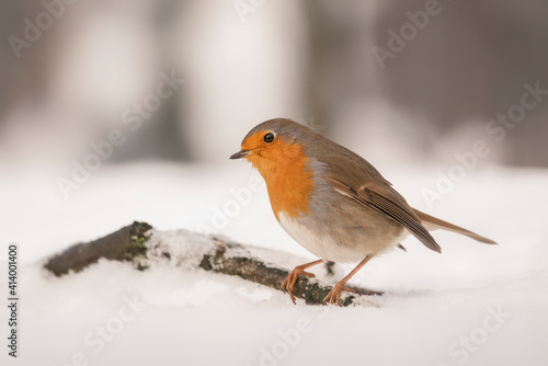 Beautiful European Robin (Erithacus rubecula) in the snow in the forest of Overijssel in the Netherlands. 