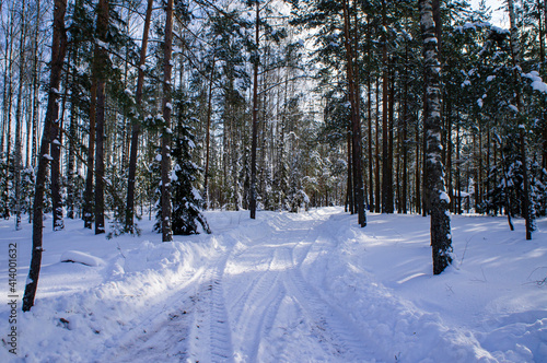 Winter forest with snowy white road sunny day