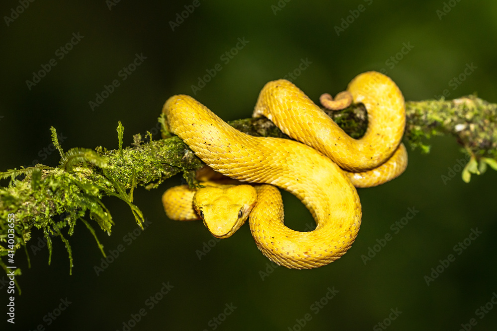 Obraz premium A strikingly colored yellow and white Eyelash Pit Viper, Bothriechis schlegelii, coiled in a tree and vine in Costa Rica, waiting for prey