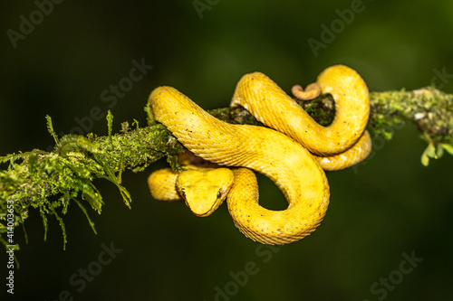 A strikingly colored yellow and white Eyelash Pit Viper, Bothriechis schlegelii, coiled in a tree and vine in Costa Rica, waiting for prey photo