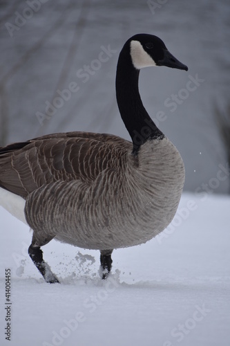 canadian goose in snow