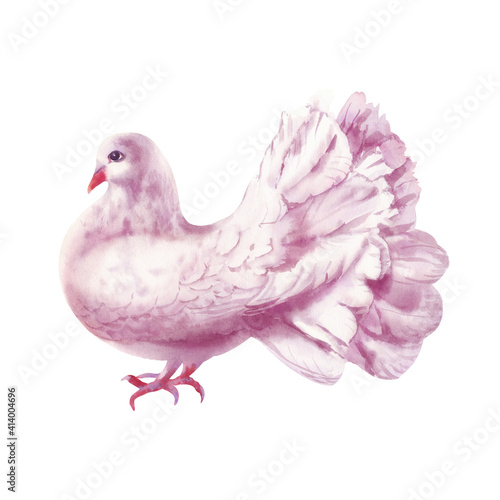 Watercolor illustration of pigeon isolated on white background. Pink bird. Dove symbol of love.