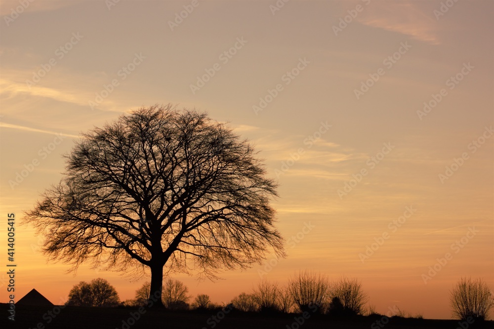 Baum Baum