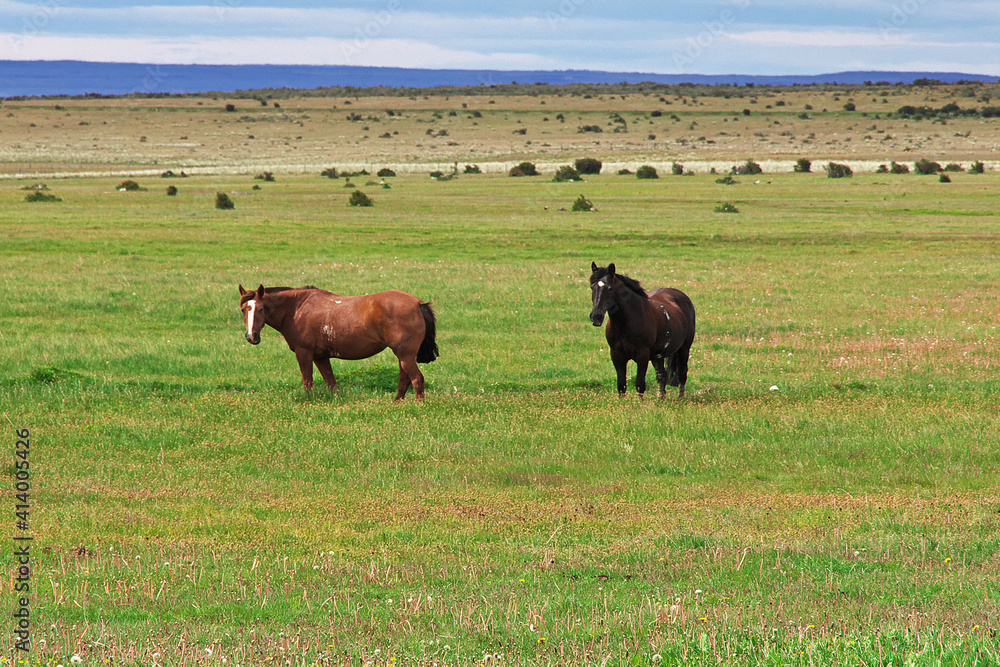 Horses in the green field of Patagonia, Chile