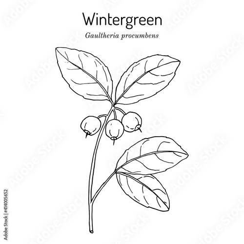 American wintergreen - gaultheria procumbens - aromatic plant