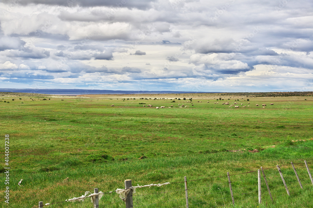Sheep in the field of Patagonia, Chile