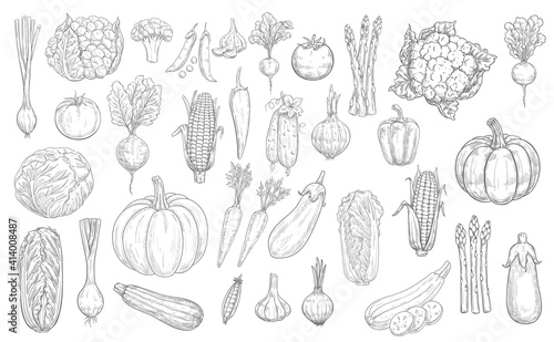 Vegetables sketch icons, farm food harvest veggies, vector hand drawn. Vegetables, vegetarian food, cauliflower and broccoli cabbage, garlic, eggplant and tomato, pepper and corn, carrot and pumpkin