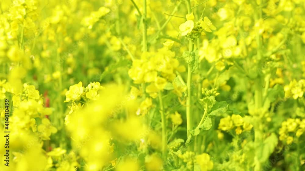葉の花畑をティルトアップビデオ 撮影 葉の花畑をティルトアップビデオ 撮影