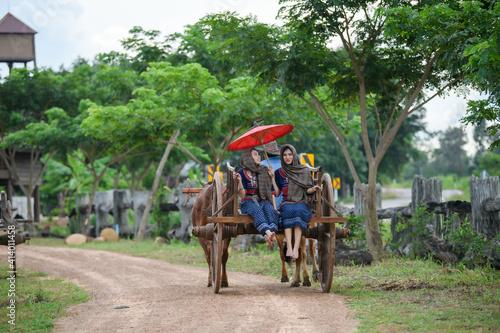 ox carts in Thailand. Farmer woman on ox cow cart.