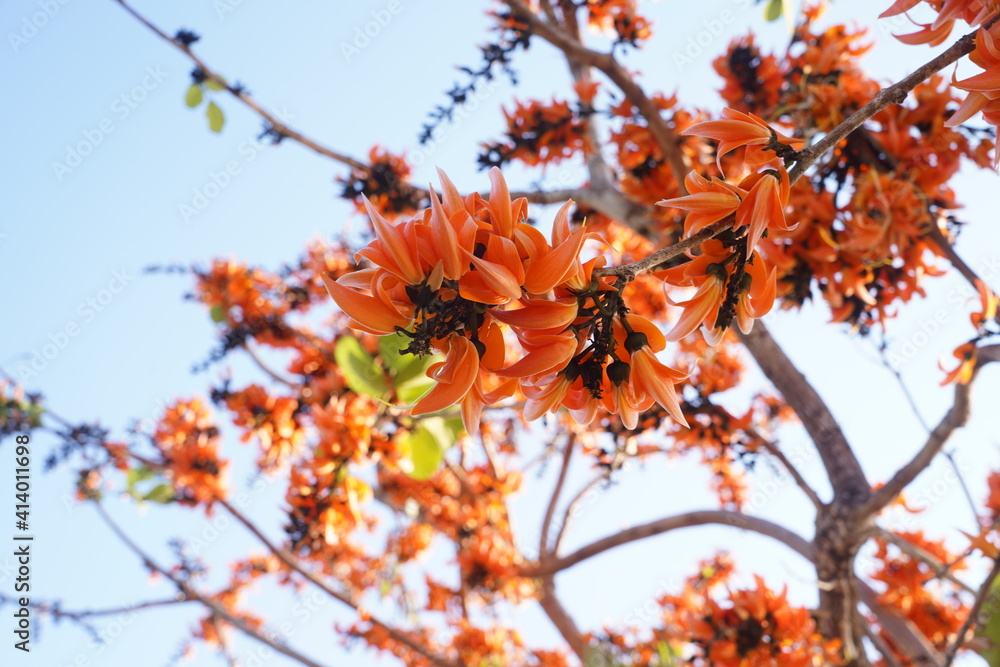 Beautiful palas flowers on blur background blooming in summer. Orange flowers in Thailand, Cambodia and Laos. Beautiful palas flowers on blur background blooming in summer. Orange flowers in Thailand, Cambodia and Laos.