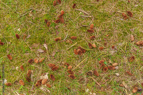 Grass background with pine cones