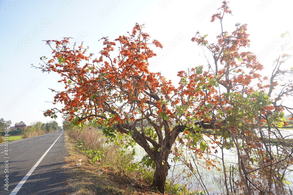 Naklejka premium Beautiful palas flowers on blur background blooming in summer. Orange flowers in Thailand, Cambodia and Laos.